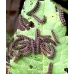 Marsh Fritillary aurinia larvae  10 larvae